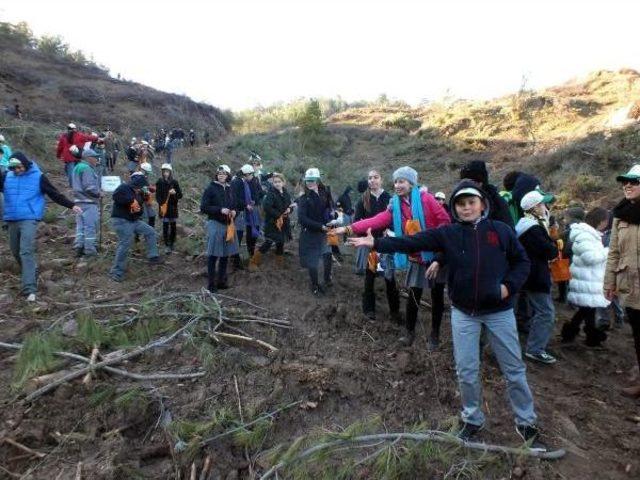 3 Milyon Kızılçam Tohumuyla Marmaris'e Hayat Kattılar