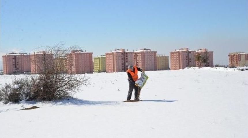Sokak Hayvanları, Kuşlar Ve Yılkı Atları Unutulmadı