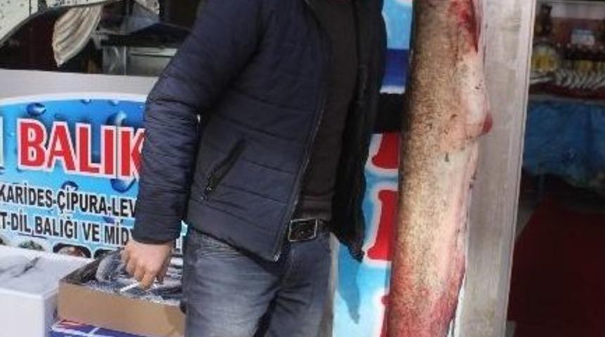 Aras Nehrinde Yakalanan 1,5 Metrelik Yayın Balığı Vatandaşların İlgi Odağı Oldu