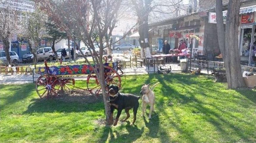 Tekirdağ&rsquo;da Yaşı K&uuml;&ccedil;&uuml;k &Ccedil;ocukların Ellerindeki Saldırgan K&ouml;pekler Tehlike Sa&ccedil;ıyor