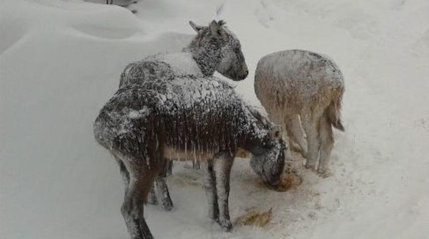 Buz Tutan Eşeklere Muhtarlık Sahip &Ccedil;ıktı
