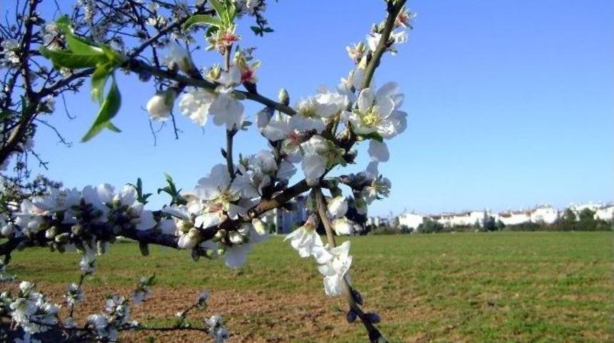 Soğuk Hava Sahillerde Bitkileri Olumsuz Etkilendi