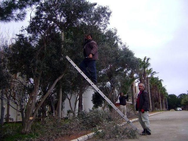 Soğuk Hava Sahillerde Bitkileri Olumsuz Etkilendi