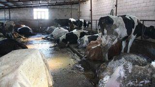 Elektrik Kaçağı 14 Büyükbaş Hayvanı Telef Etti