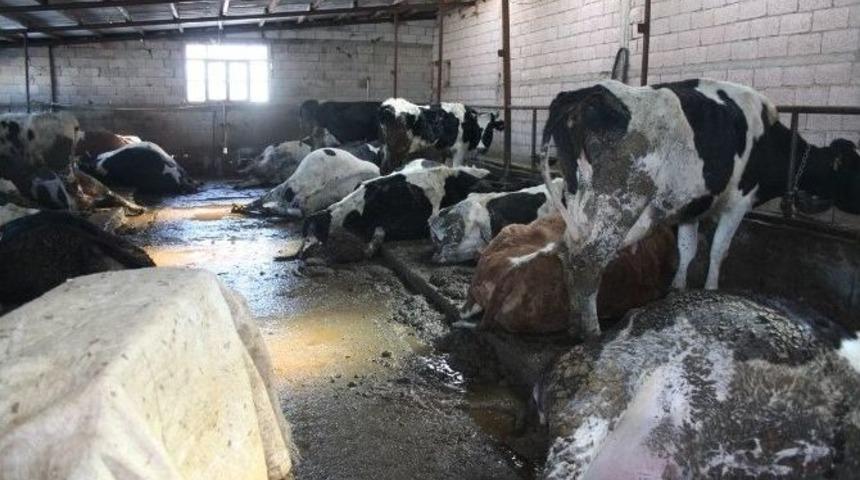 Elektrik Kaçağı 14 Büyükbaş Hayvanı Telef Etti