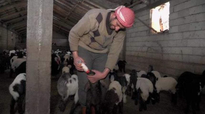 Erken Doğan Kuzular Biberonla Besleniyor