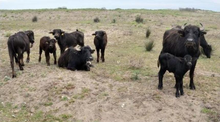 Samsun'da Manda Islahı I&ccedil;in 4 Milyon Tl&rsquo;Lik Destekleme