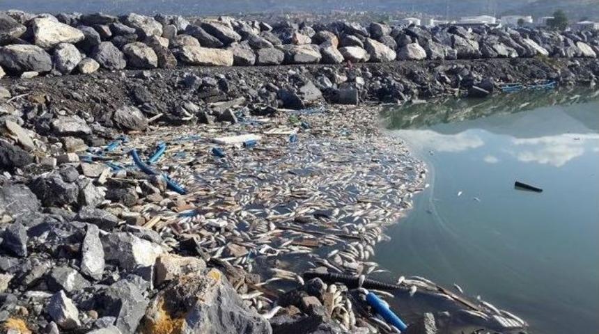 İskenderun K&ouml;rfezi&rsquo;nde Toplu Balık &Ouml;l&uuml;mleri