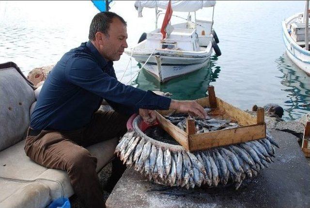 İskenderun Körfezi’nde Toplu Balık Ölümleri