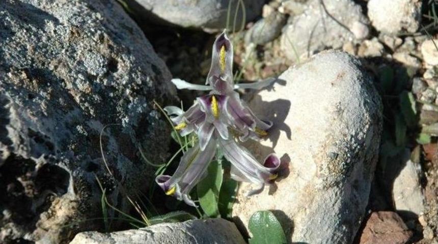 Baharın M&uuml;jdecisi Nevruzlar A&ccedil;tı