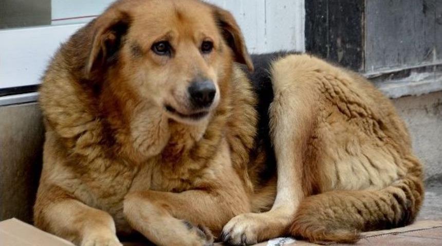 İsmet İn&ouml;n&uuml; Caddesinin Maskotu "namık" Nihayet Evine D&ouml;nd&uuml;