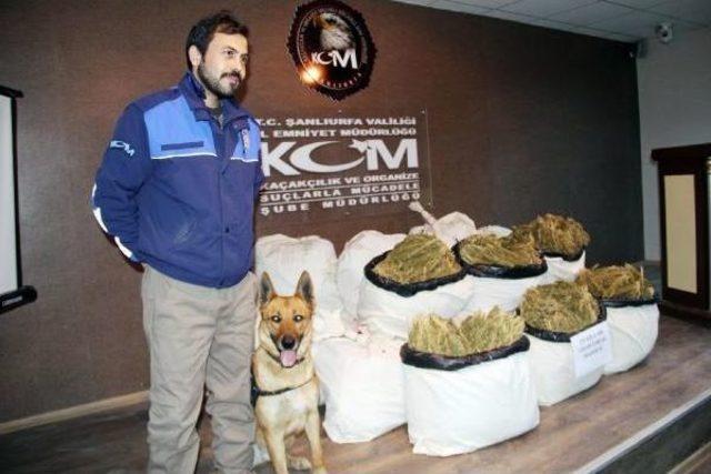 Şanlıurfa'da 300 Kilo 600 Gram Esrara 1 Tutuklama