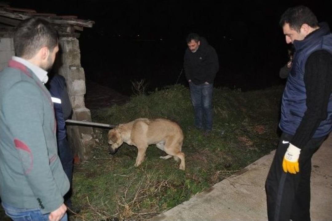 K&ouml;peğe &Ccedil;arpıp Ka&ccedil;tı