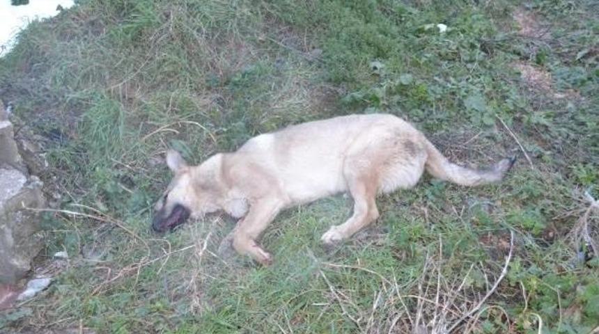 Bir Otomobilin &Ccedil;arpıp Ka&ccedil;tığı K&ouml;peğe, Yoldan Ge&ccedil;en S&uuml;r&uuml;c&uuml;ler Yardım Etti