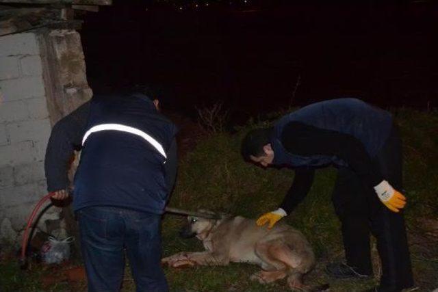 Bir Otomobilin Çarpıp Kaçtığı Köpeğe, Yoldan Geçen Sürücüler Yardım Etti