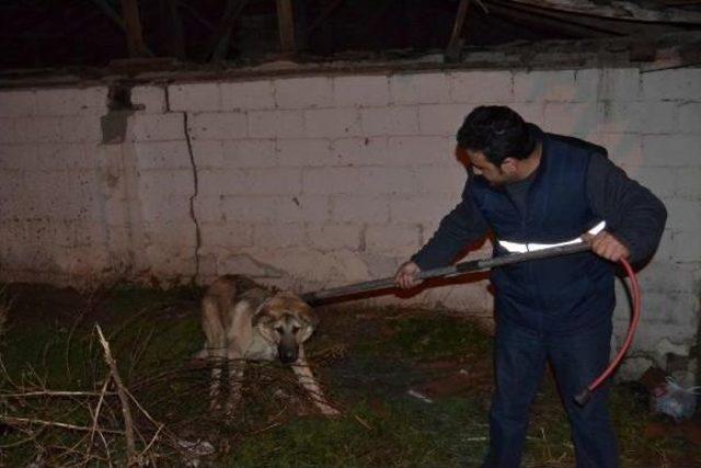 Bir Otomobilin Çarpıp Kaçtığı Köpeğe, Yoldan Geçen Sürücüler Yardım Etti