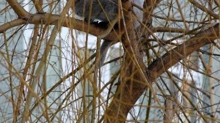 Erzurum&rsquo;da Sibirya Soğukları Kedileri Ağaca &Ccedil;ıkarttı