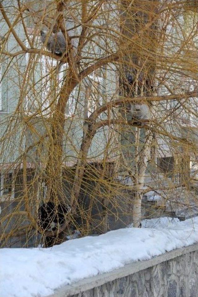 Erzurum’da Sibirya Soğukları Kedileri Ağaca Çıkarttı