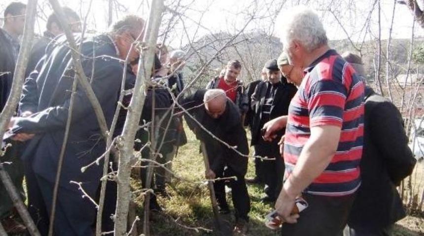 Fındıkta Verim I&ccedil;in 'tarla Okulu' Uygulaması