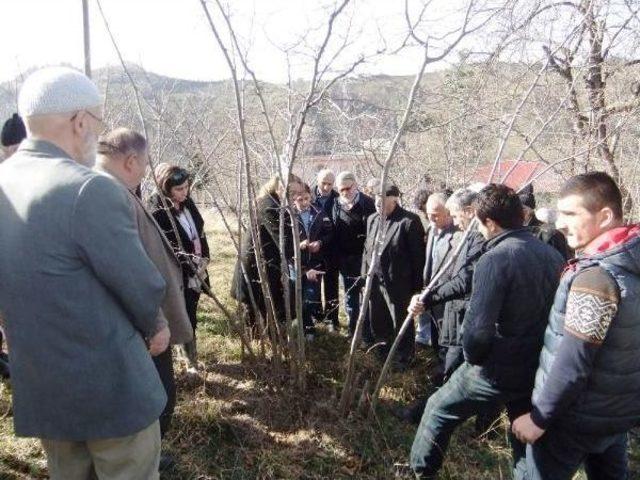 Fındıkta Verim Için 'tarla Okulu' Uygulaması