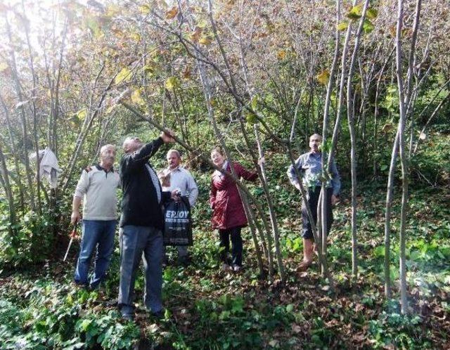 Fındıkta Verim Için 'tarla Okulu' Uygulaması