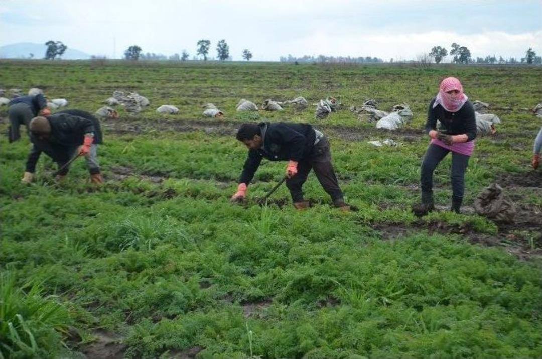 Hatay&rsquo;da Havu&ccedil; Hasadı Sancılı Başladı