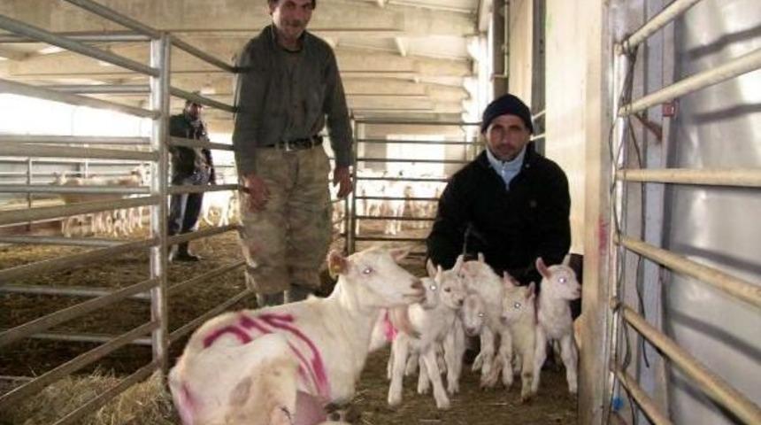 Saanen Ke&ccedil;isi Altız Doğurdu