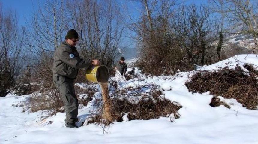 Karda Yiyecek Bulamayan Hayvanlar I&ccedil;in Yemleme Yapıldı