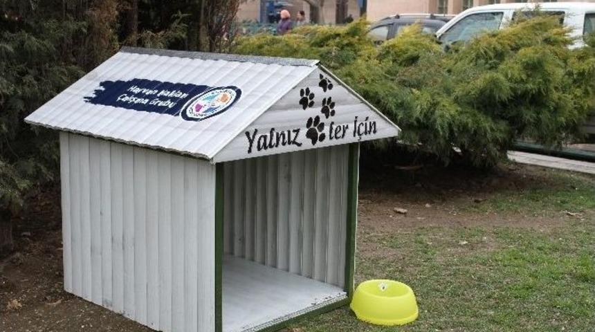 Sokak Hayvanları Artık &Uuml;ş&uuml;meyecekler