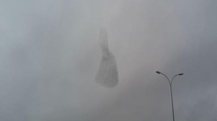 Kuşların G&ouml;ky&uuml;z&uuml;ndeki Muhteşem Dansı