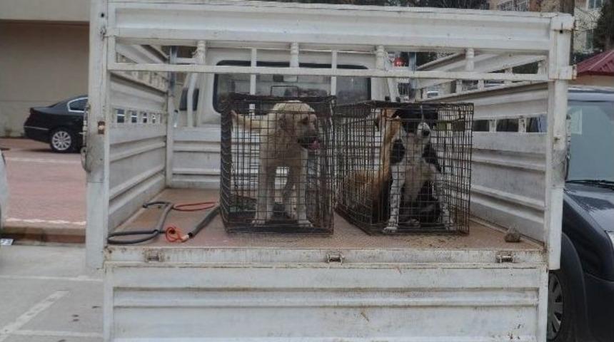 Kırıkhan&rsquo;daki Başıboş K&ouml;pekler Barınağa G&ouml;t&uuml;r&uuml;ld&uuml;