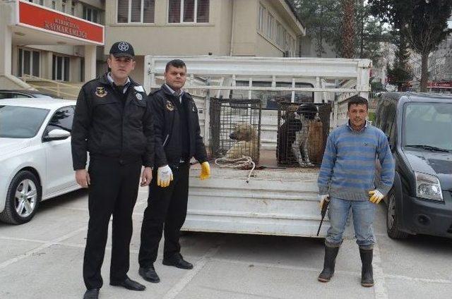 Kırıkhan’daki Başıboş Köpekler Barınağa Götürüldü