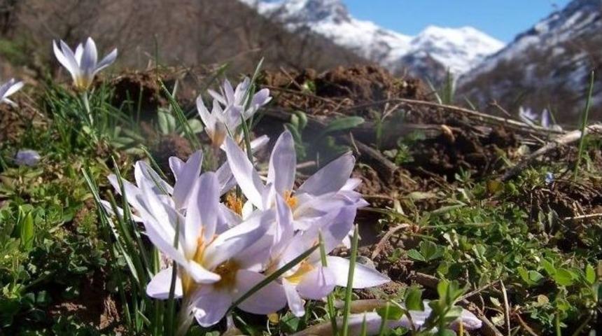 Kardelenler Şubat Ayında A&ccedil;tı
