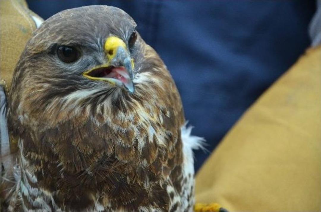 Avcıların Vurduğu Doğanlar Tedavi Edildi