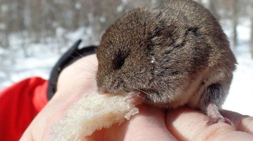 Dağcılar Minik Fareyi Elleriyle Besledi