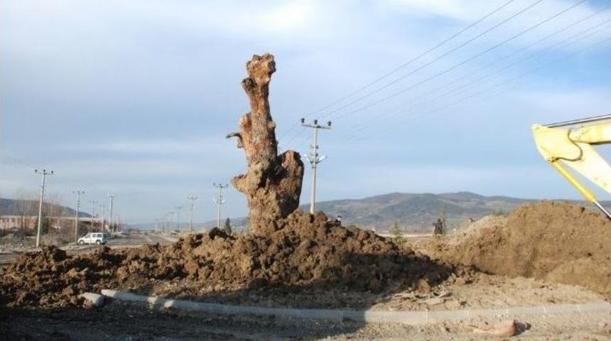 Tarihi Meşe, Kavşakta Anıt Oldu