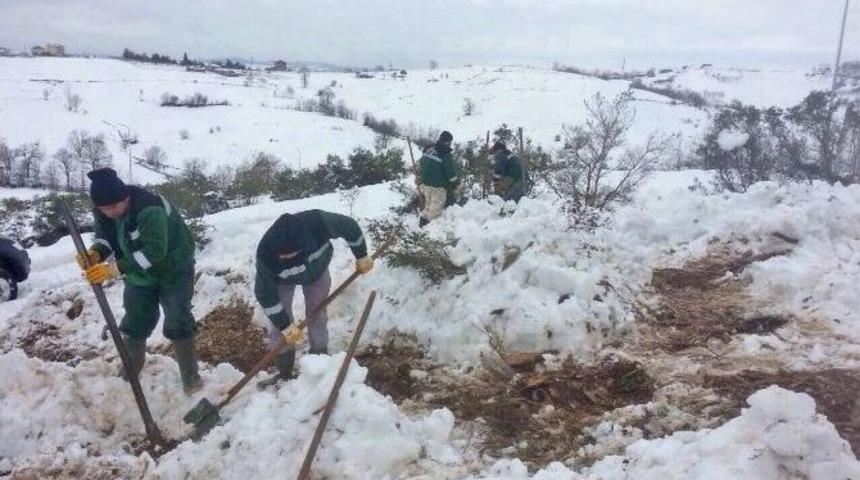 Karda Bile Ağaç Diktiler