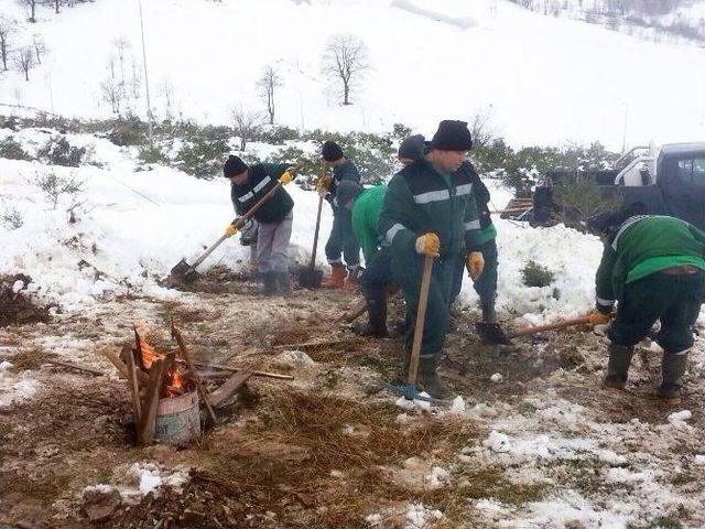 Karda Bile Ağaç Diktiler