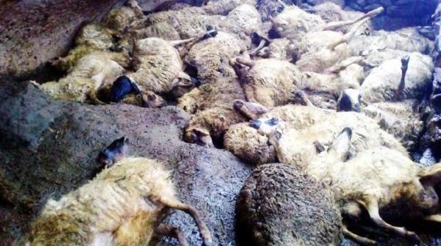 Ağıla Dalan Sokak K&ouml;pekleri 91 K&uuml;&ccedil;&uuml;kbaş Hayvanı Telef Etti