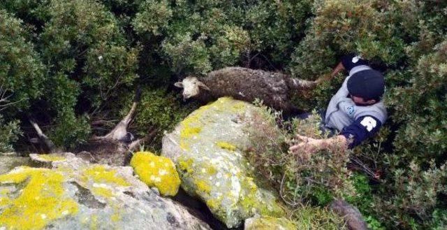 Ağıla Dalan Sokak Köpekleri 91 Küçükbaş Hayvanı Telef Etti