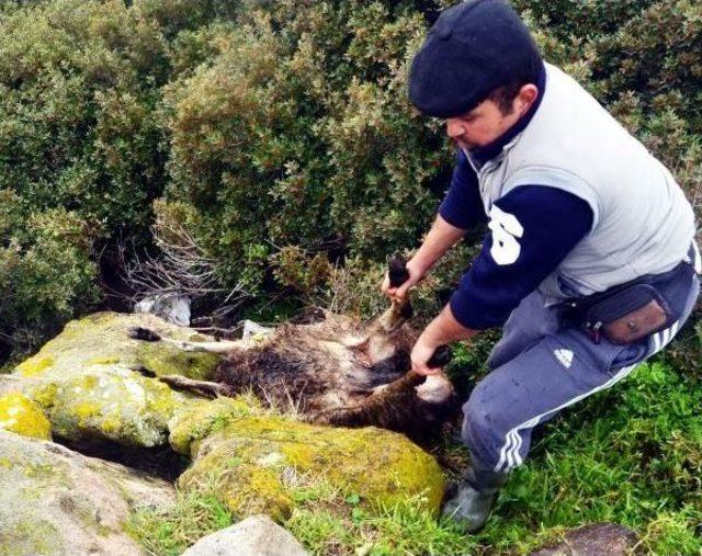 Ağıla Dalan Sokak Köpekleri 91 Küçükbaş Hayvanı Telef Etti