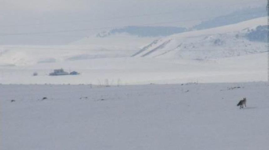 A&ccedil; Kalan Tilkiler Yiyecek Arıyor