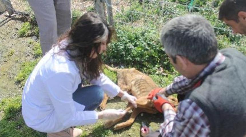 Bursa'da 84 Sokak K&ouml;peği Zehirle &Ouml;ld&uuml;r&uuml;ld&uuml; (2)