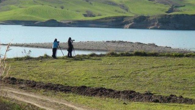 Adıyaman'da 57 Türden 29 Bin 91 Su Kuşu Sayıldı