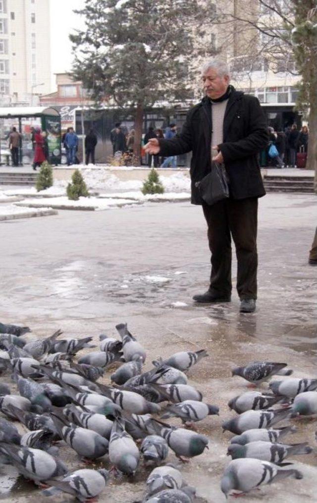 Aç Kalan Güvercinleri Yemliyor