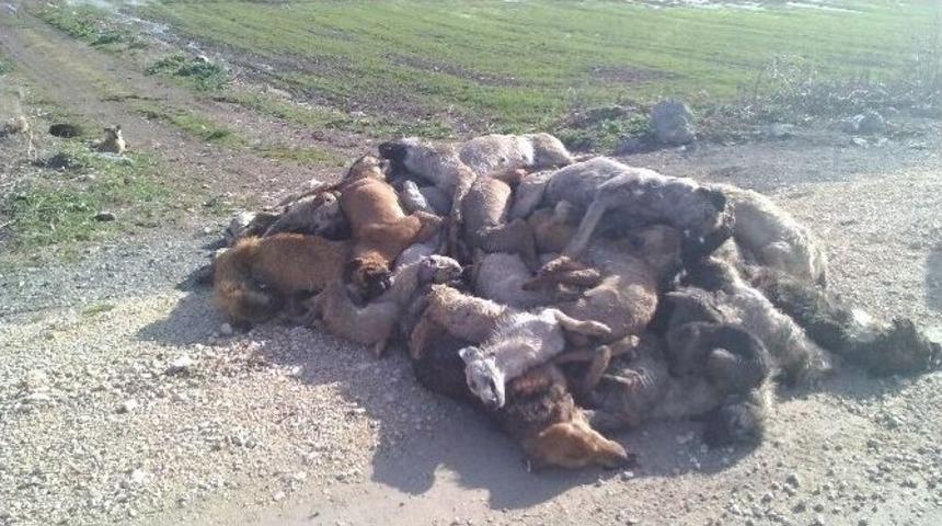 Belediyeden K&ouml;pek Katliamına Tepki