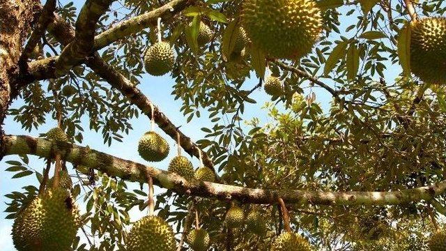 Başbakan Davutoğlu’nun En Çok Sevdiği Meyve