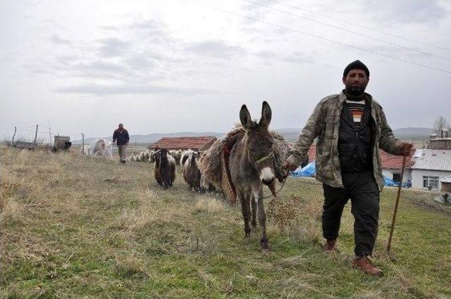 Yozgat’ta 324 Kişi Sürü Yönetimi Kursuna Katılıyor