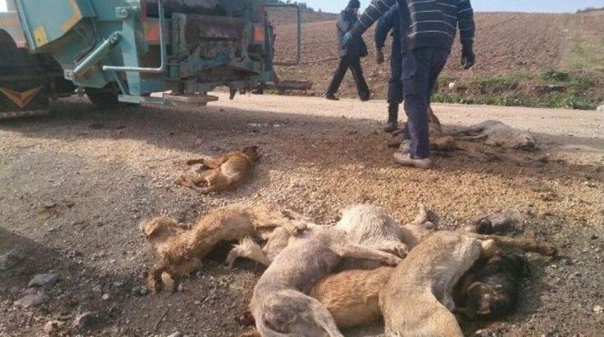 Yenişehir&rsquo;deki K&ouml;pek Katliamı