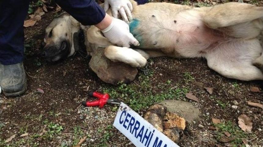 Hayvansever Vatandaşın İlgin&ccedil; Tedavi Merkezi